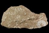 Ordovician Bryozoans (Chasmatopora) Plate - Estonia #98029-2